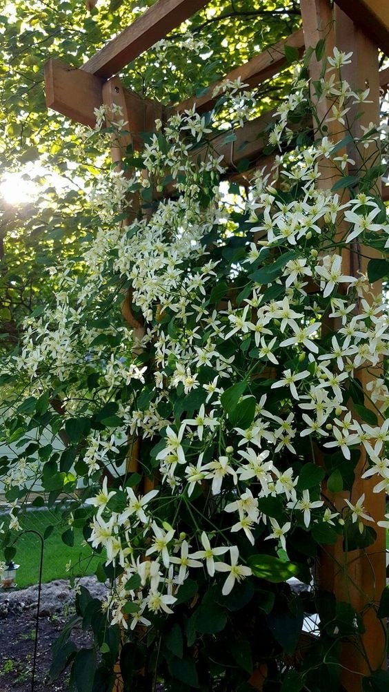 Star-shaped white flowers of Star Jasmine blooming against lush green foliage, suitable for a fence