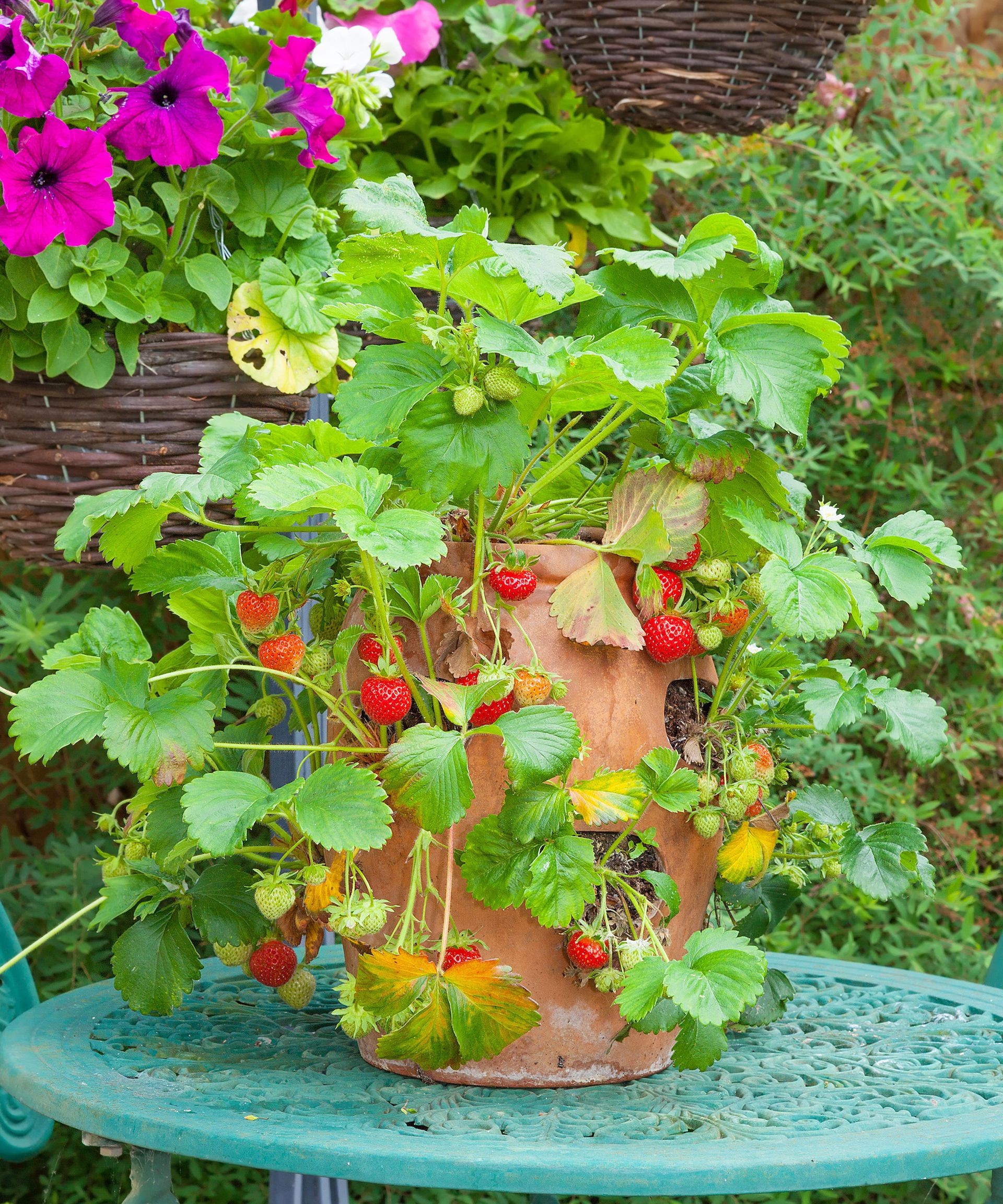 Strawberries flourishing in a specialized tiered planter with side holes