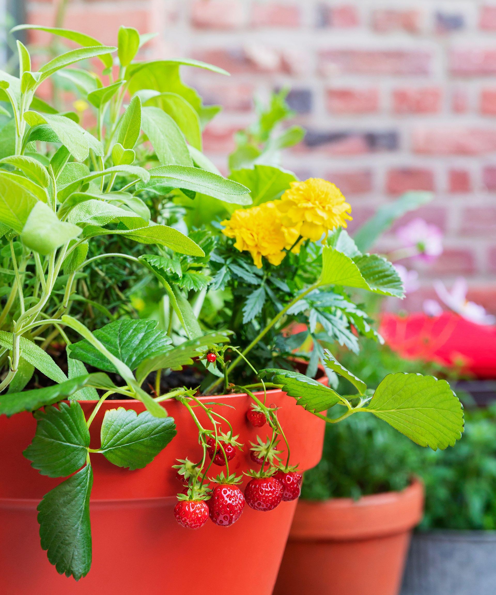 Strawberries growing happily in a container with other companion plants on a balcony