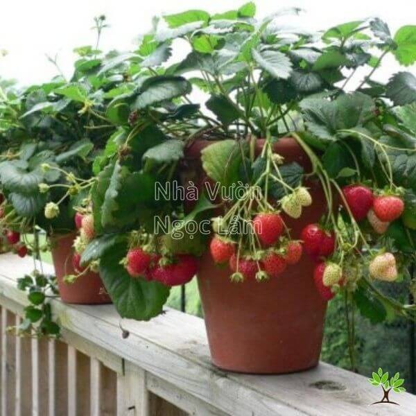 strawberry-plant-in-container