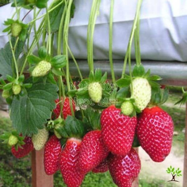 strawberry-plant-with-problems