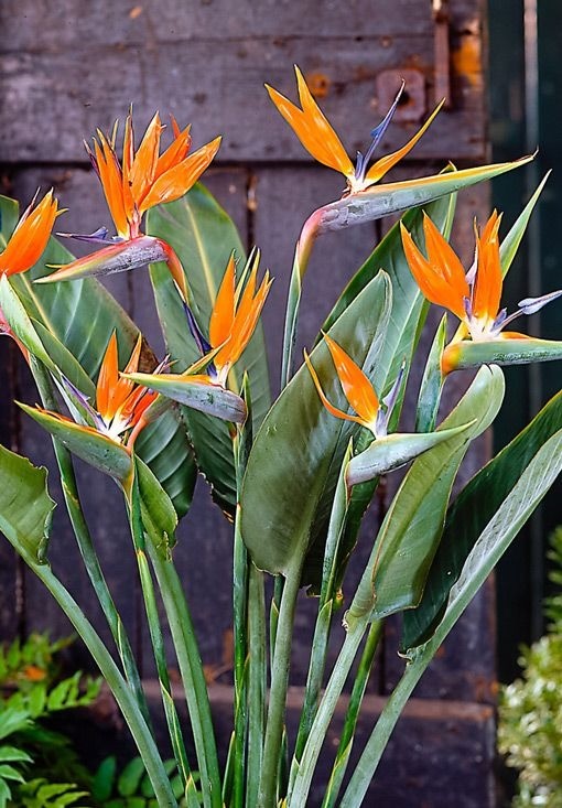 Striking Bird of Paradise flowers with orange and blue petals standing out against tropical foliage.