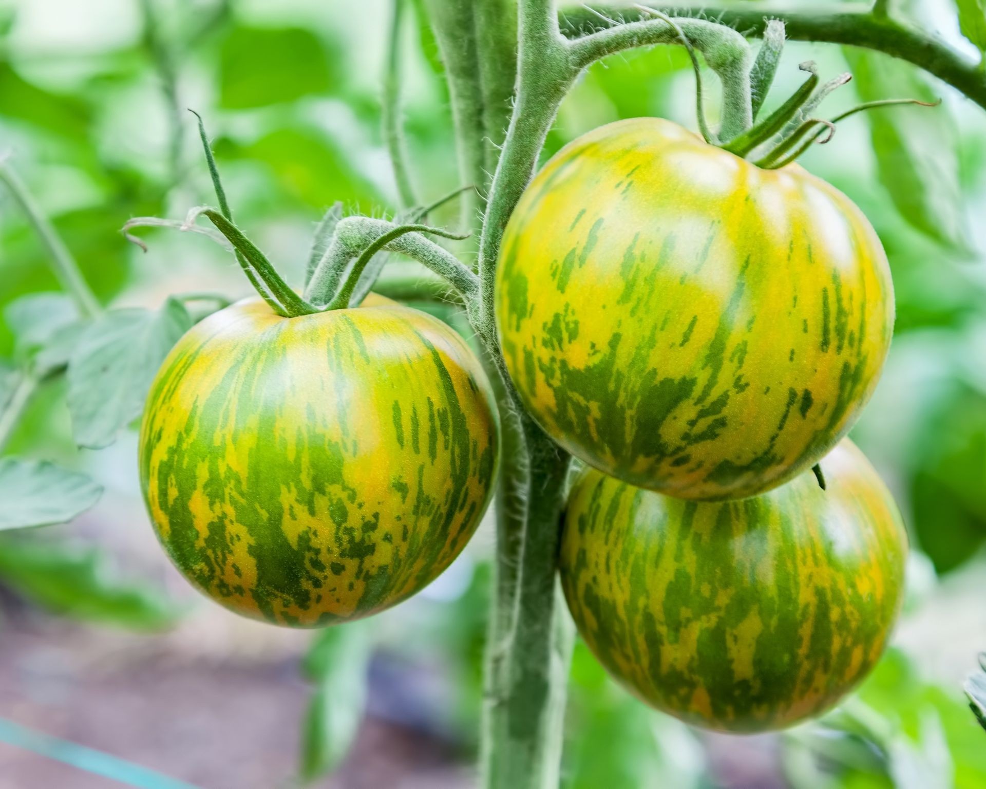 Striking Green Zebra heirloom tomatoes ripening on the vine, showcasing their unique striped appearance