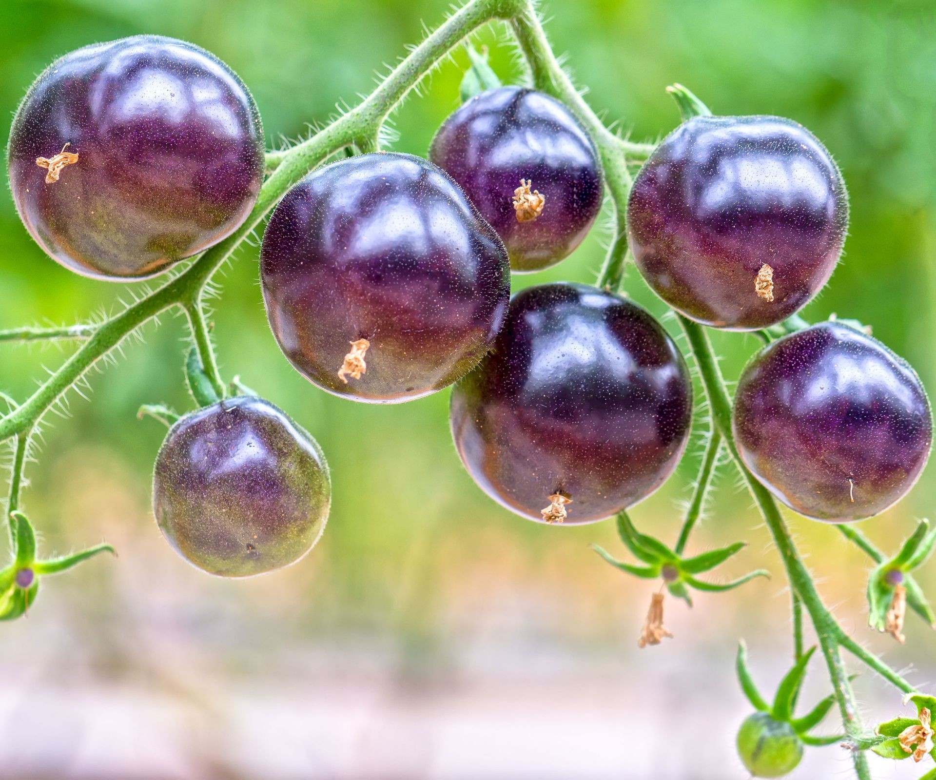 Striking Indigo Rose purple tomatoes growing on the stem, showcasing the vibrant colors available beyond traditional red