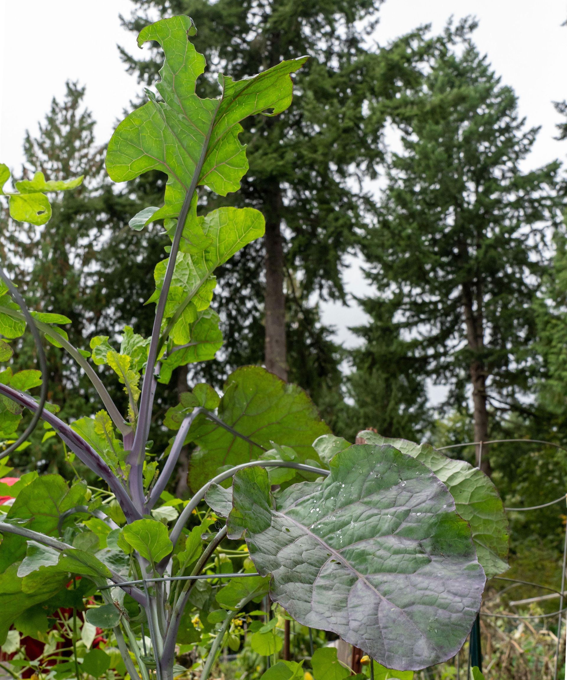 Striking purple tree collard plant growing vertically in an edible garden, highlighting its unique color mutation