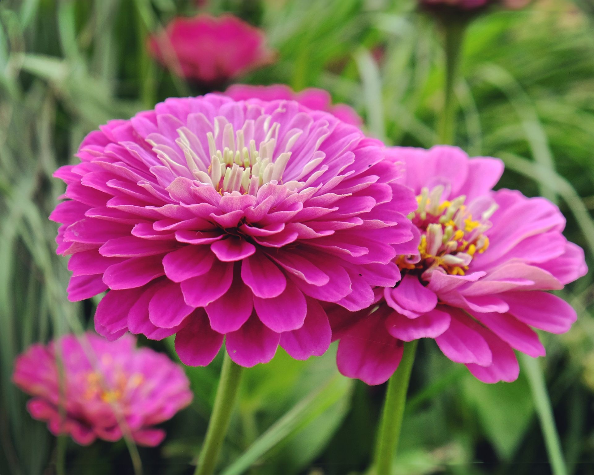 Striking purple zinnia flowers blooming in a garden, excellent for attracting pollinators and beneficial insects to tomato beds.