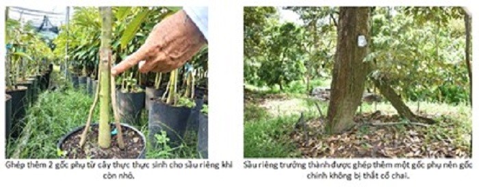 Strong multi-rootstock grafted durian tree with a broad, stable base