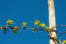 Strong wooden trellis supporting an established grapevine in a home garden