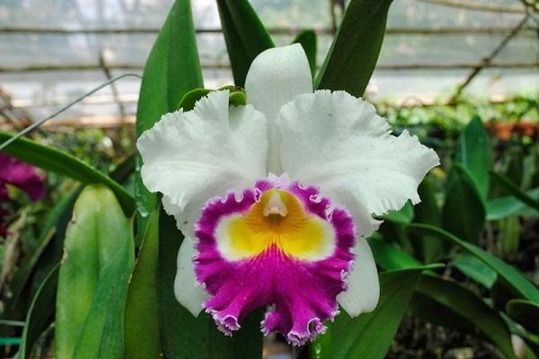 Stunning purple Cattleya orchid, often called the 'Queen of Orchids', with prominent lip.