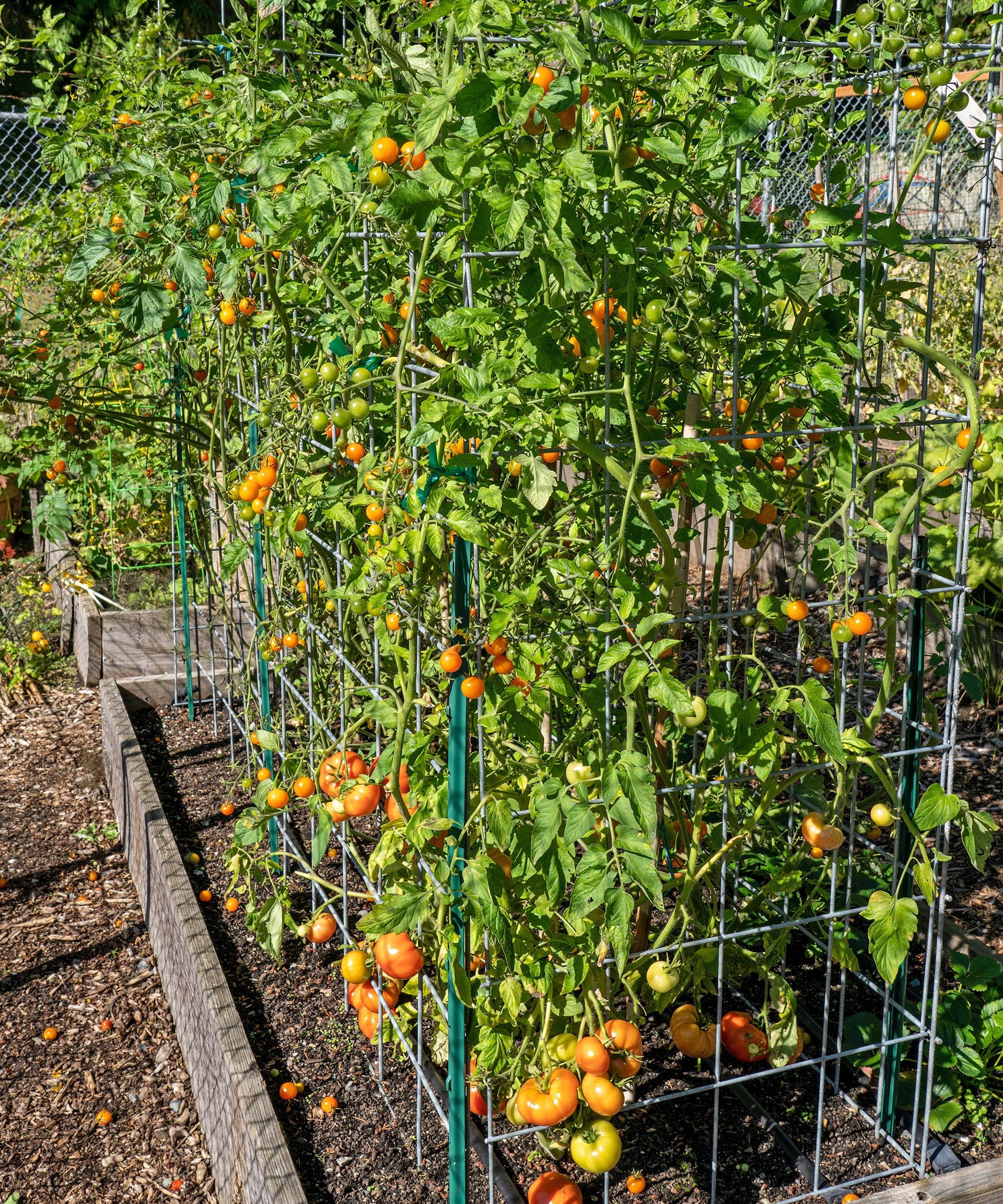 Sturdy wire mesh tomato cages supporting tomato plants heavy with fruit within raised garden beds.