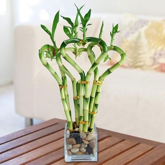 Styled Lucky Bamboo stalks in a glass container filled with water, showcasing the roots