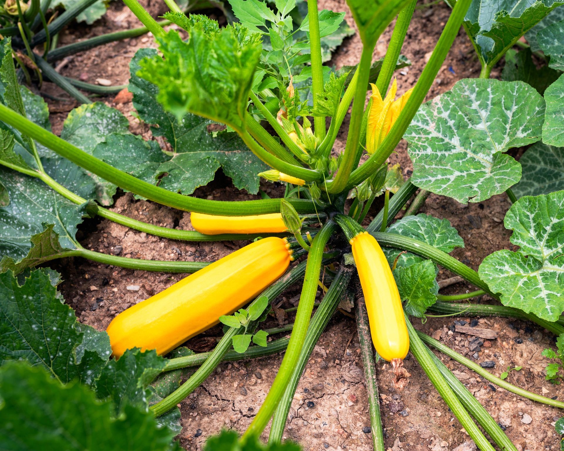 Summer squash growing in the garden