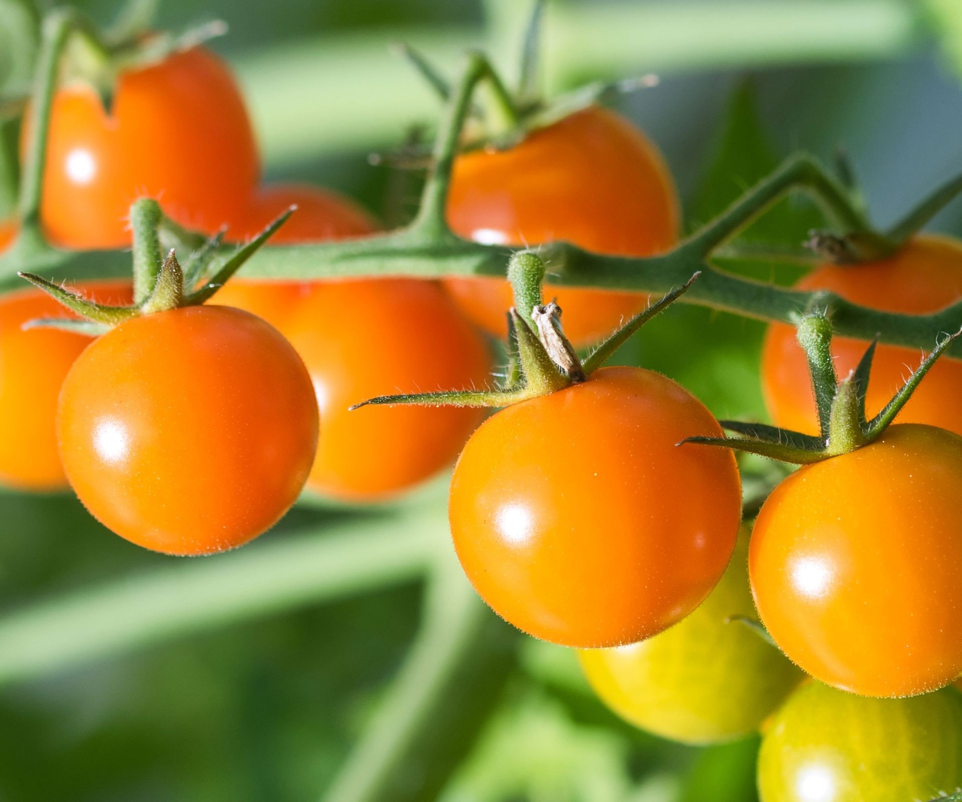 Sungold F1 cherry tomatoes ripening in clusters on the plant