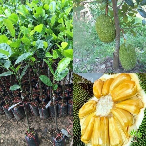 Super Early Thai Jackfruit