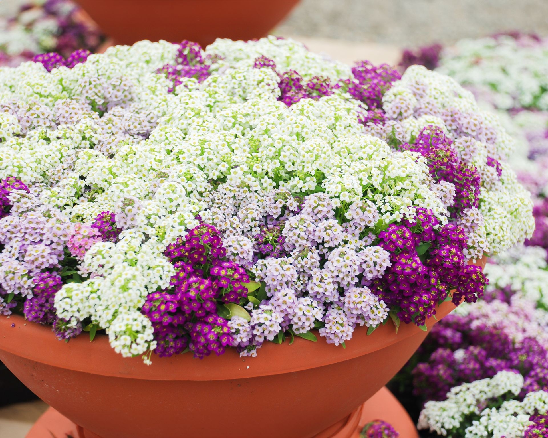 Sweet-smelling sweet alyssum flowers forming low ground cover, attracting beneficial insects for pest control in tomato gardens.