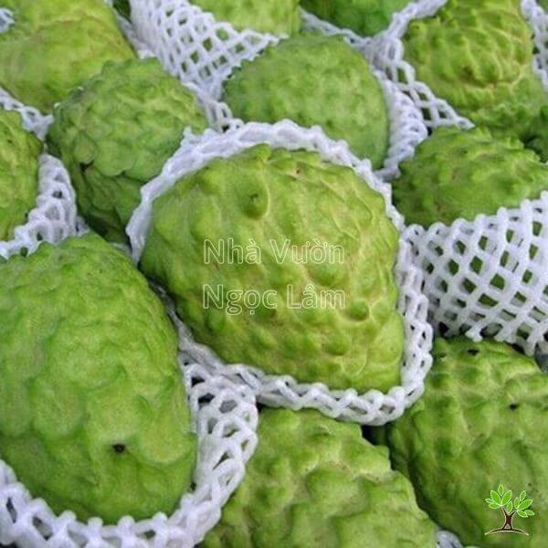 Taiwanese Pineapple Sugar Apple