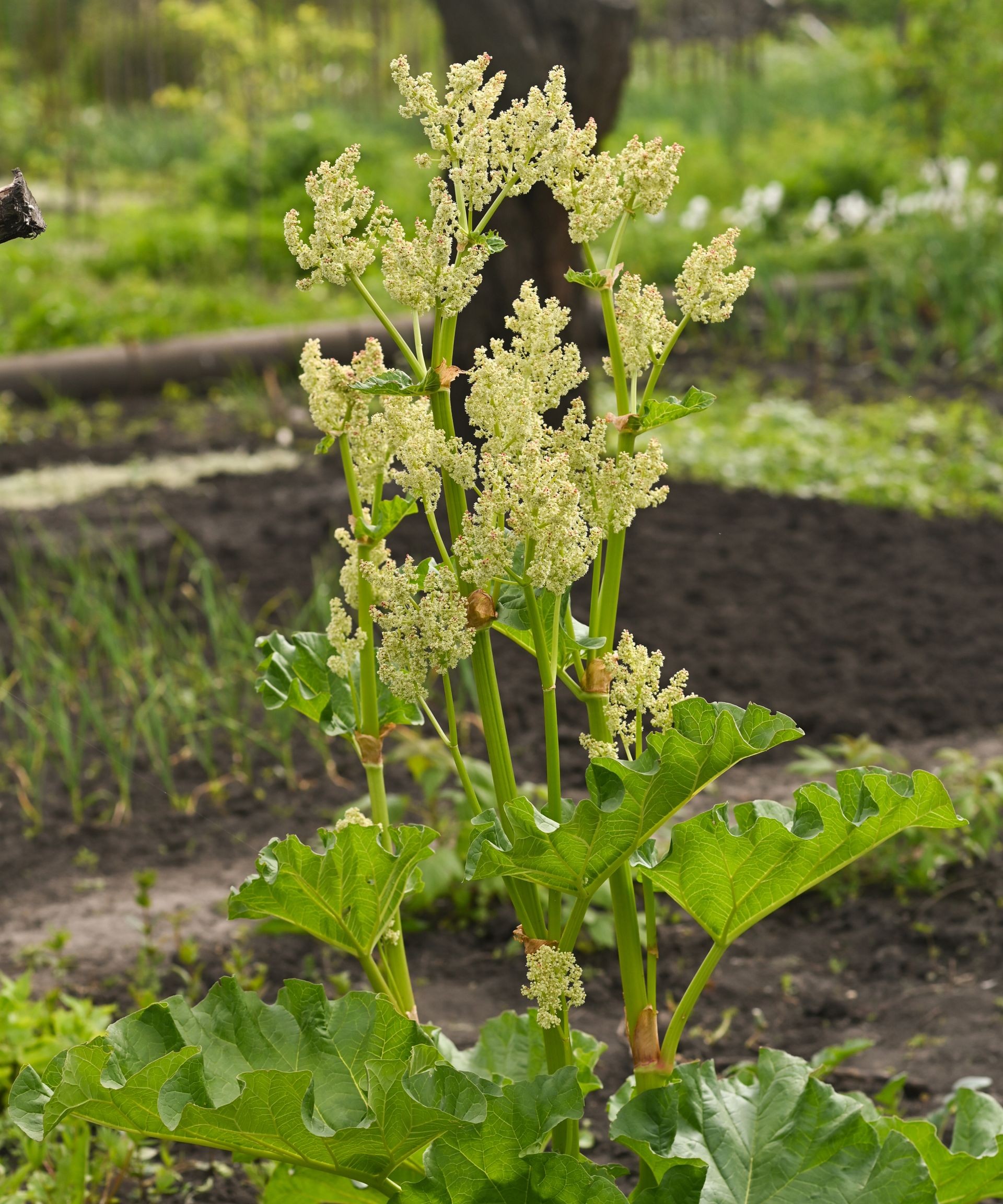 Tall, mature rhubarb flower stalks standing prominently in a home vegetable garden, potentially due to heat stress.