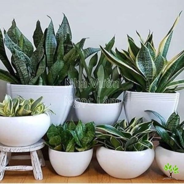 Tall, upright, dark green leaves of a Snake Plant (Sansevieria) in a pot, known for air purification