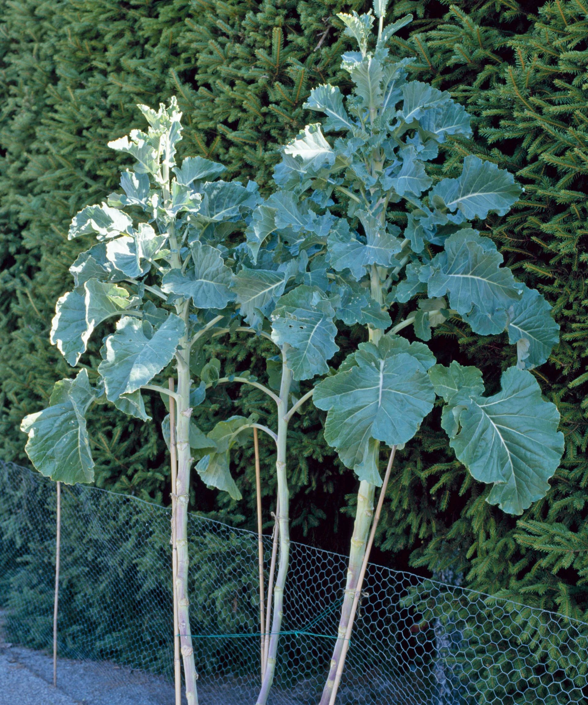 Tall walking stick cabbage plant resembling a small palm tree