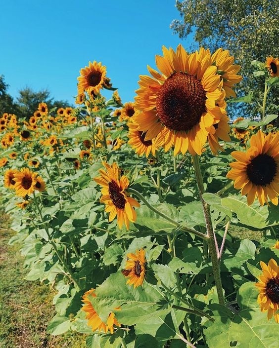 Tall, yellow sunflowers with dark centers reaching towards the sky in a sunny garden.
