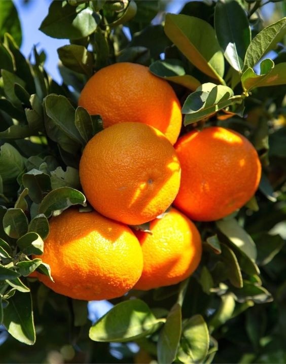 Tangerine fruits ripening on a tree branch
