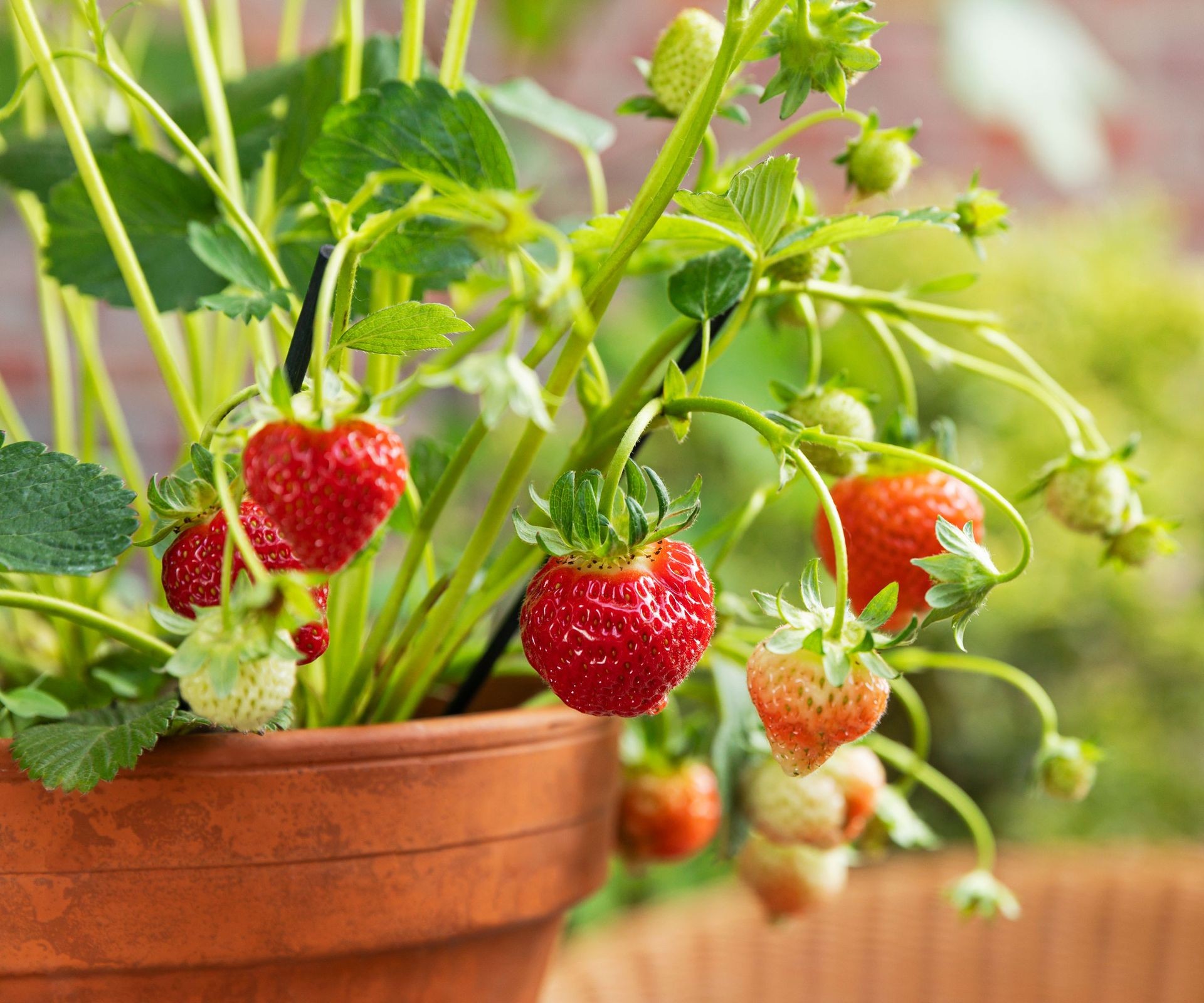 Terracotta pot filled with a strawberry plant bearing ripe red strawberries ready for harvest