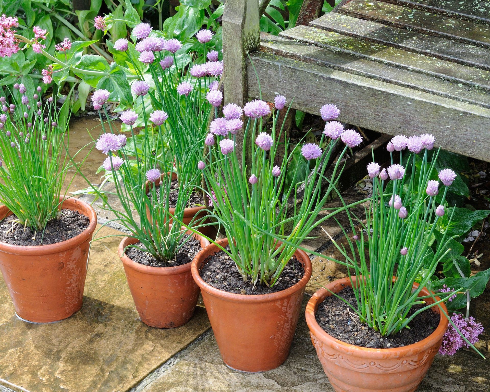 Terracotta pots filled with flowering chives displaying their characteristic purple blooms, arranged on a patio surface.