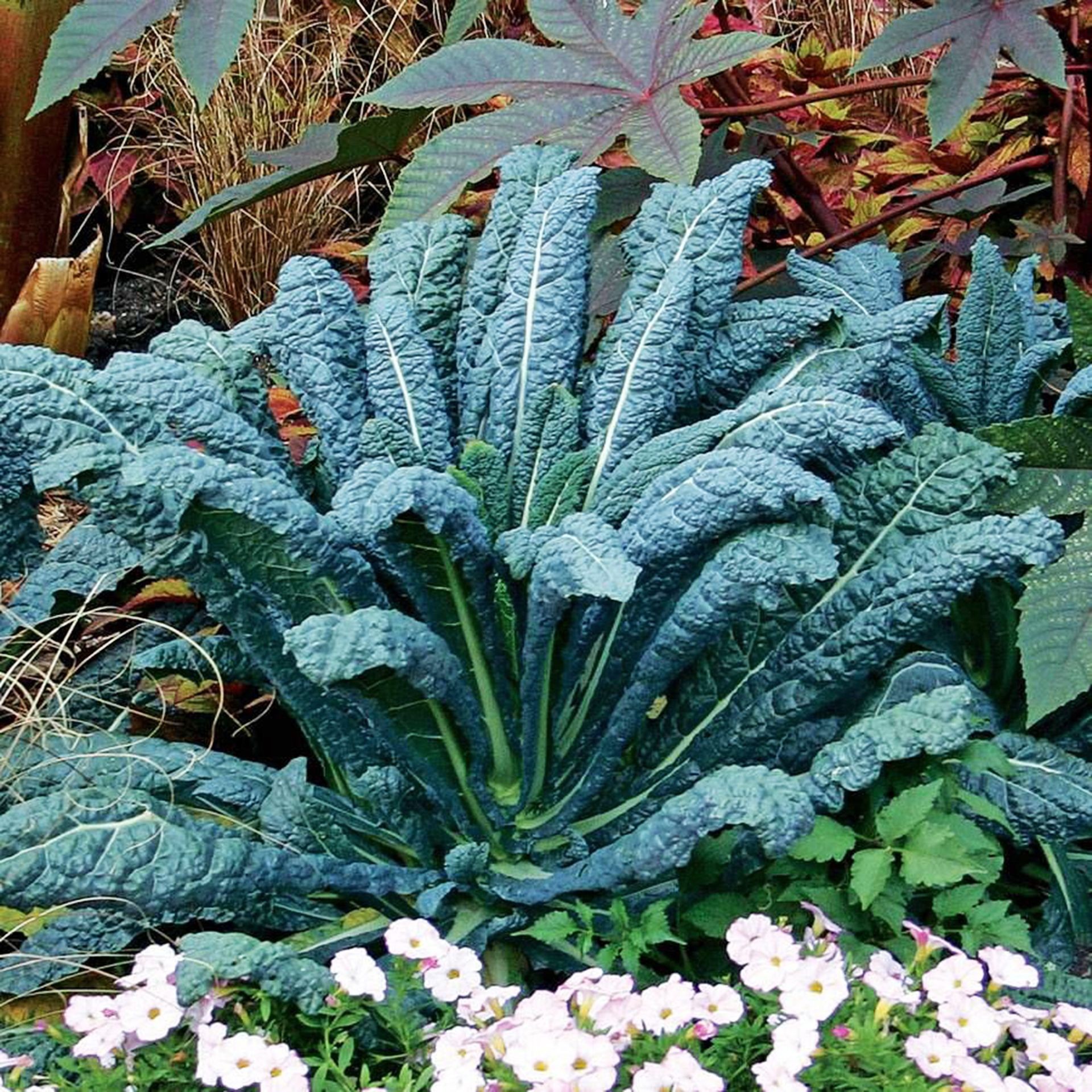 Textured, dark green leaves of Lacinato kale ready for harvest.