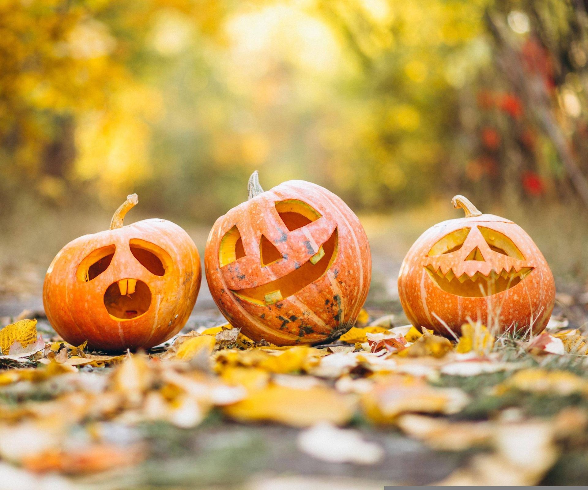 Three carved jack-o'-lanterns on display after Halloween.