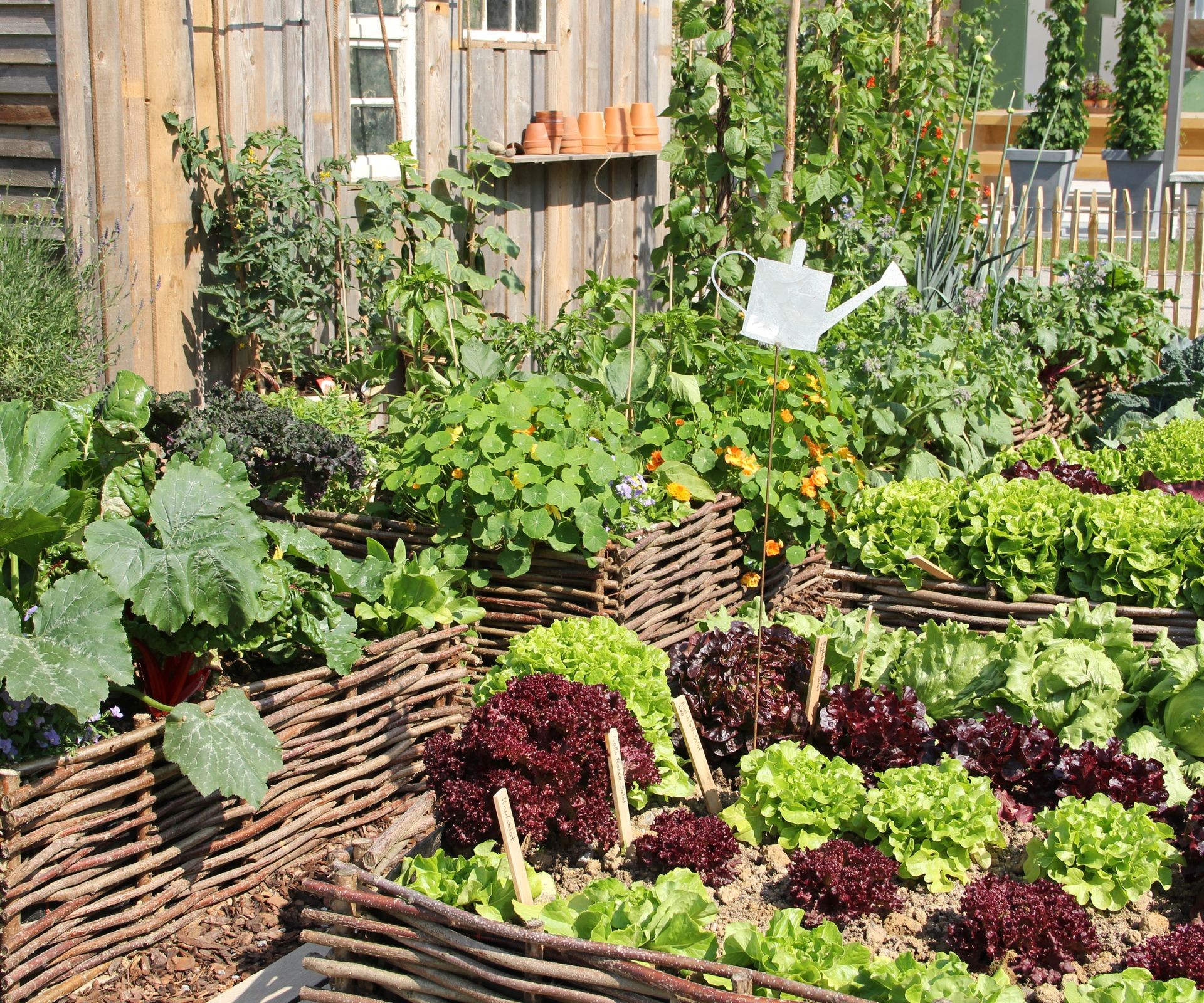 Thriving vegetable garden in attractive raised beds, showcasing abundant growth and easy access.