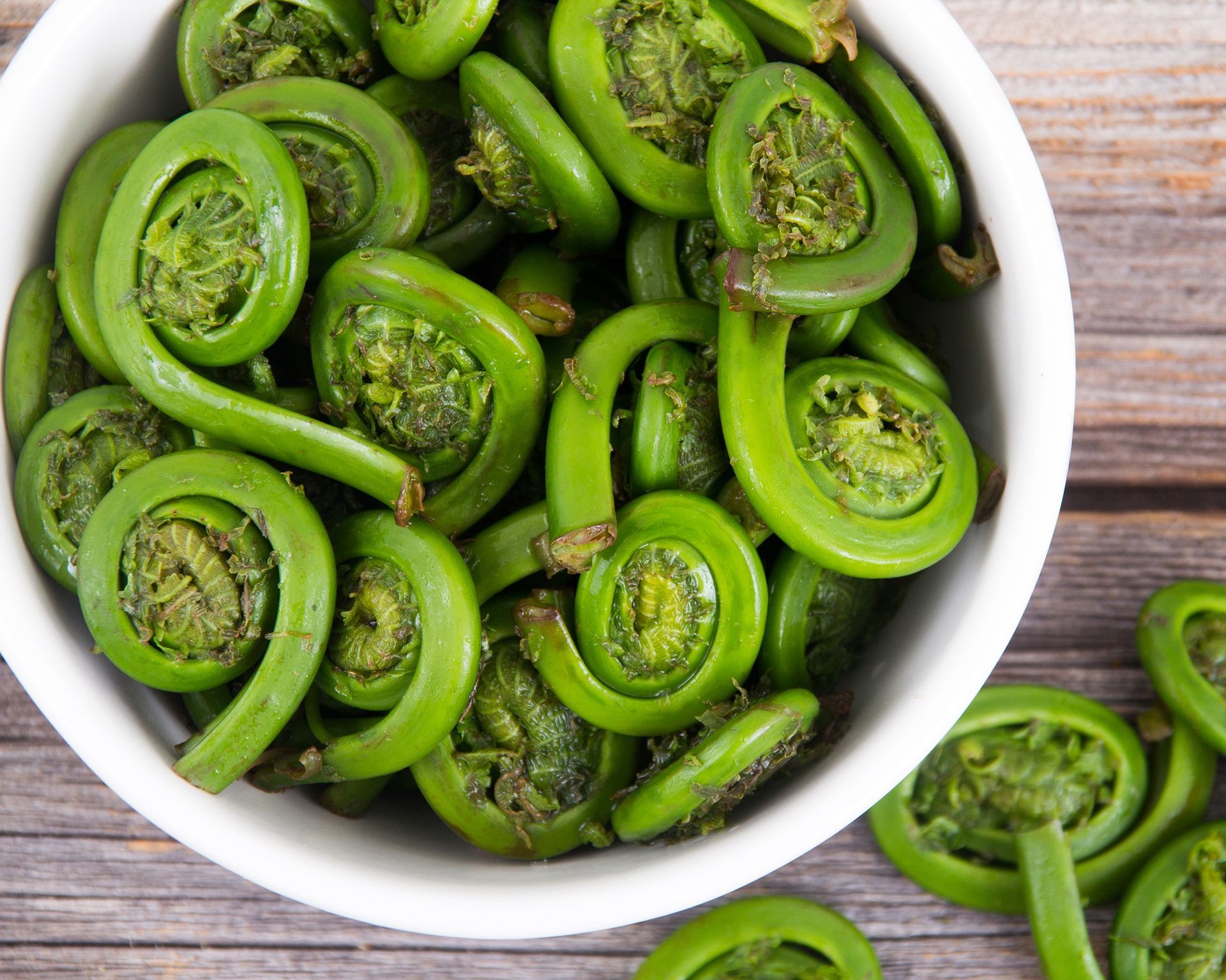 Tight coils of ostrich fern fiddleheads emerging in spring