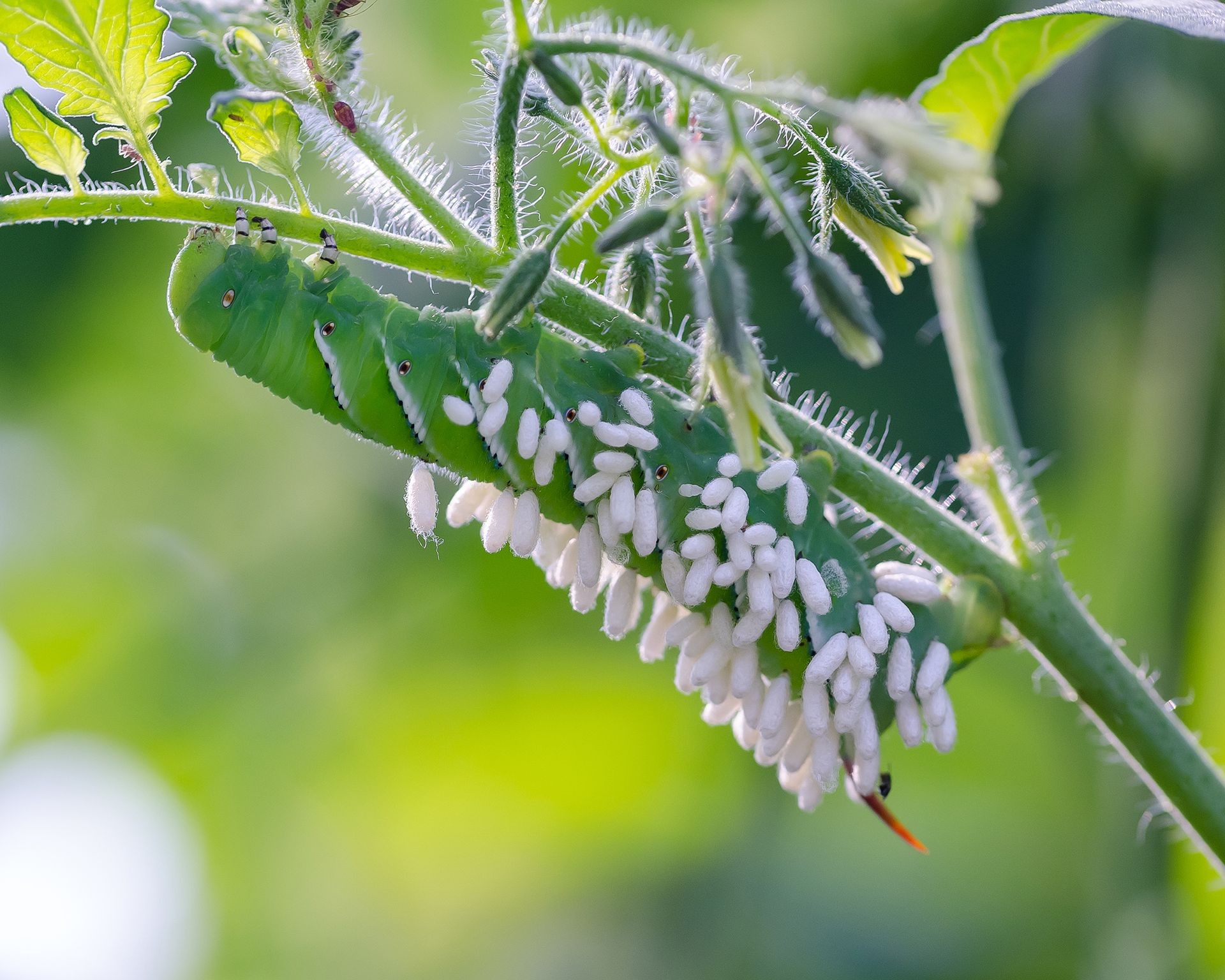 Tobacco hornworm covered in white oval structures, which are parasitic braconid wasp pupae