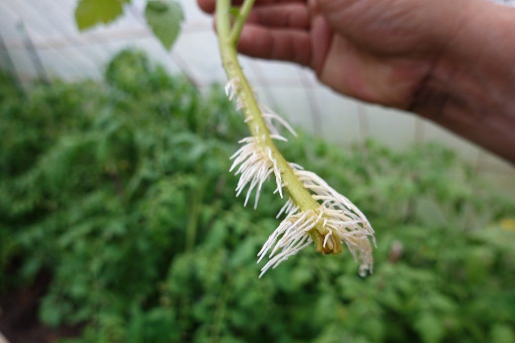Tomato cutting showing new white roots developing from the stem nodes