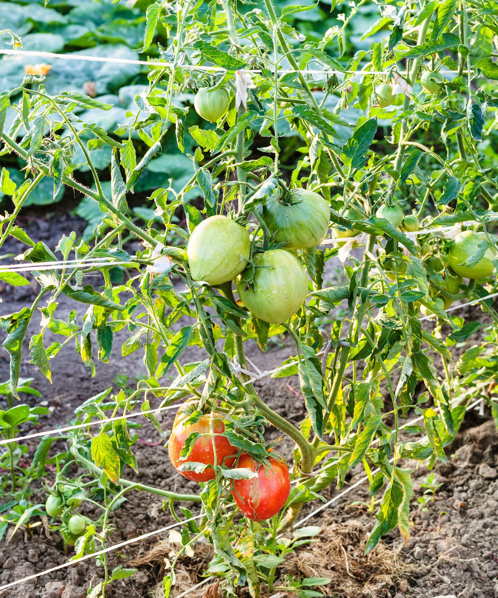 Tomato plants expertly trained using the Florida weave method, supported by stakes and horizontal twine.