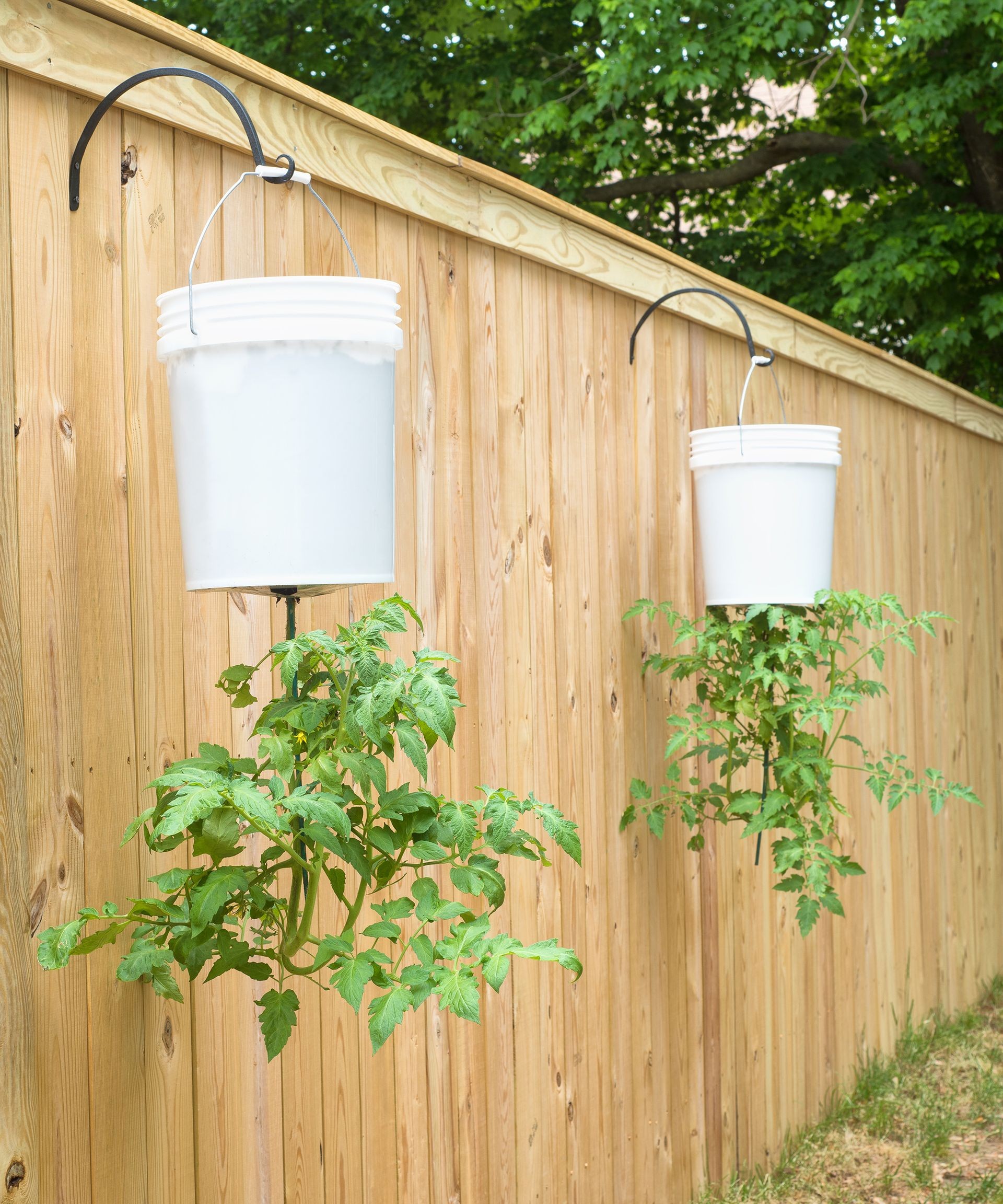 Tomato plants growing downwards from inverted buckets hung outdoors, showcasing the upside-down method.