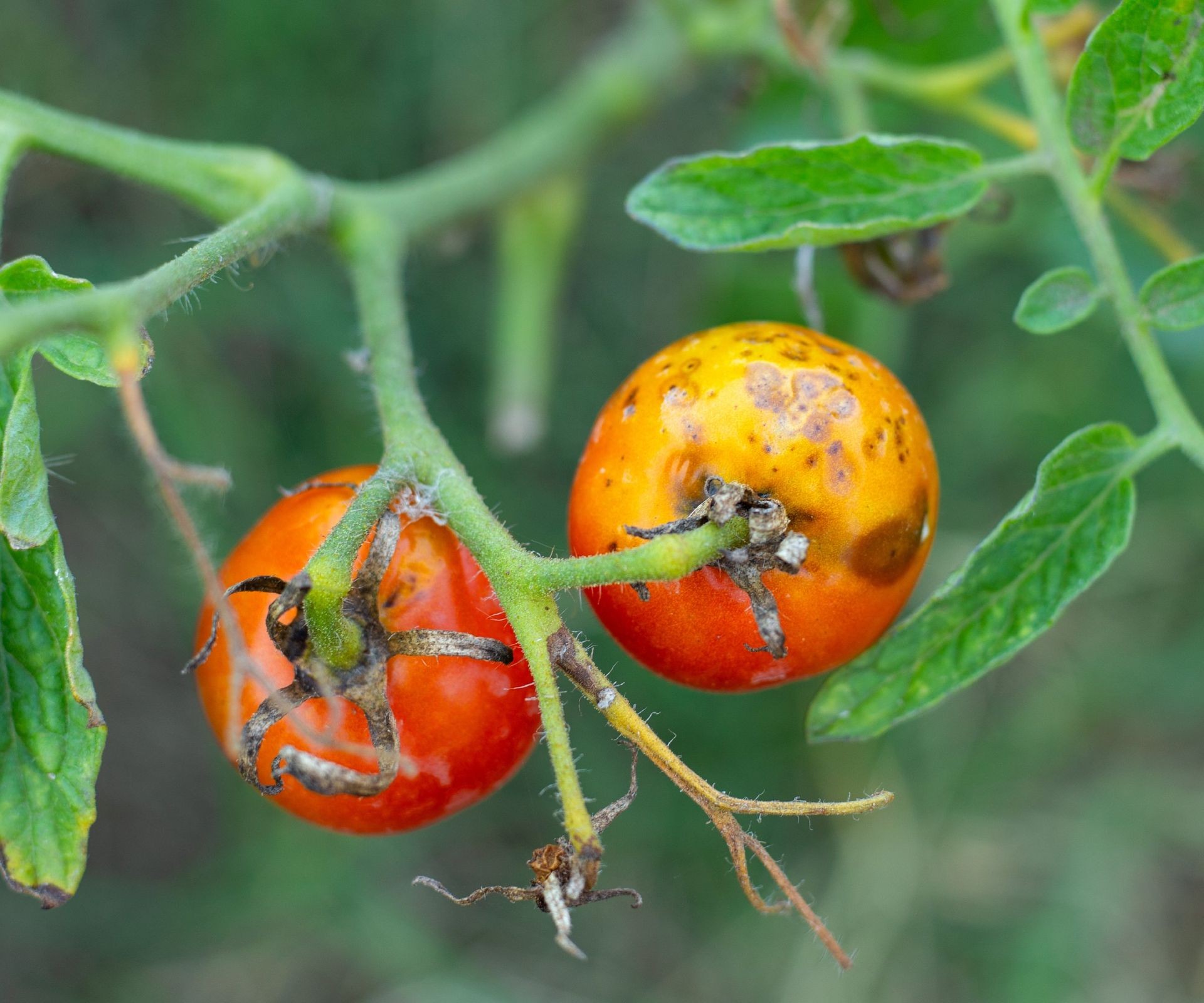 Tomatoes infected with late blight