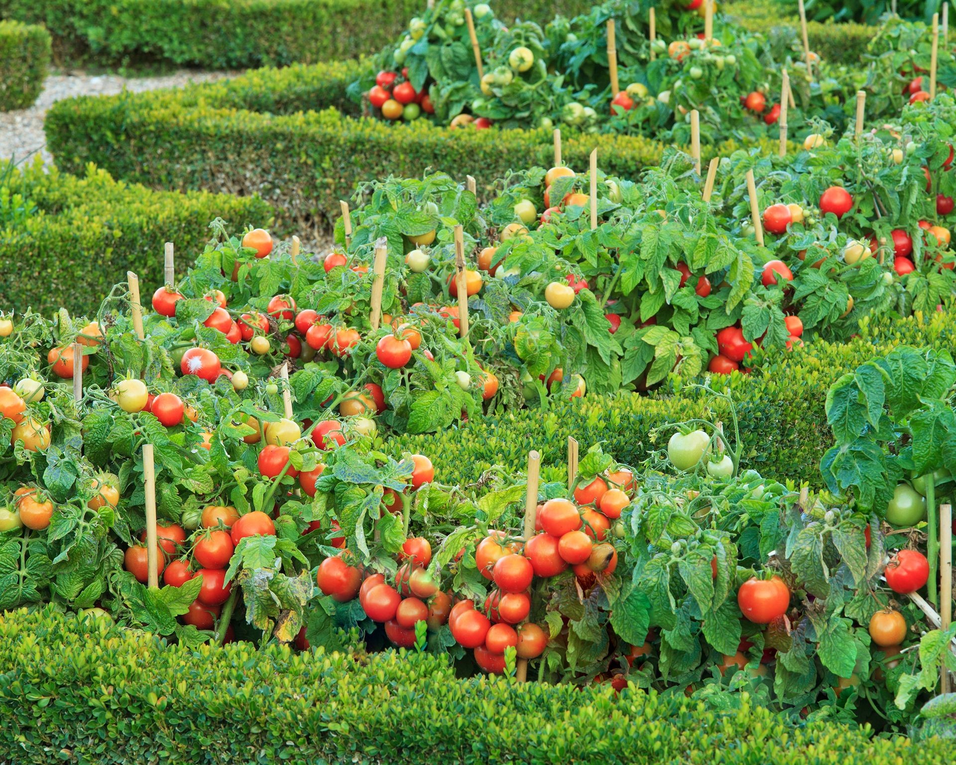 Totem dwarf determinate tomatoes growing in a pot