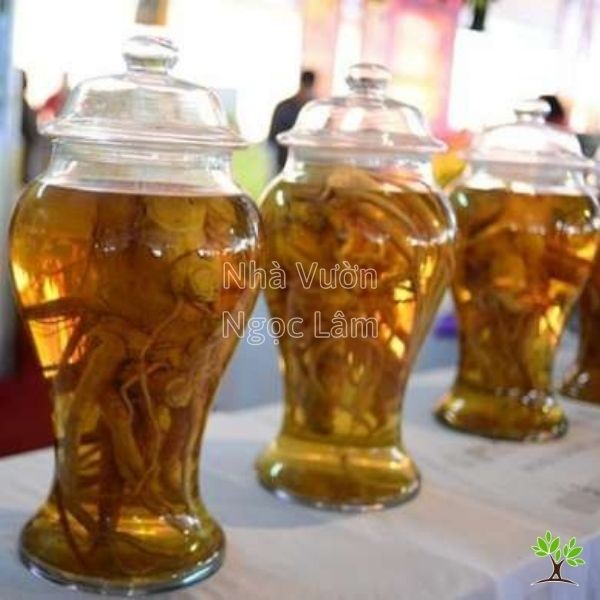 Traditional alcohol infusion preparation with Đinh Lăng (Polyscias fruticosa) plant parts in a glass jar.