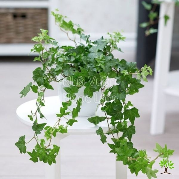Trailing stems with classic lobed leaves of English Ivy, suitable for hanging or cascading on a balcony