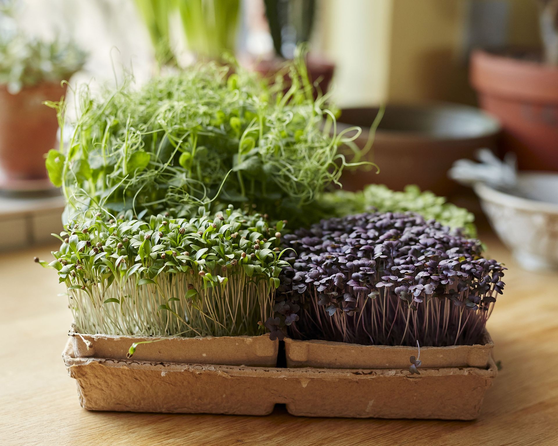 Tray of bright green microgreens growing indoors on a windowsill