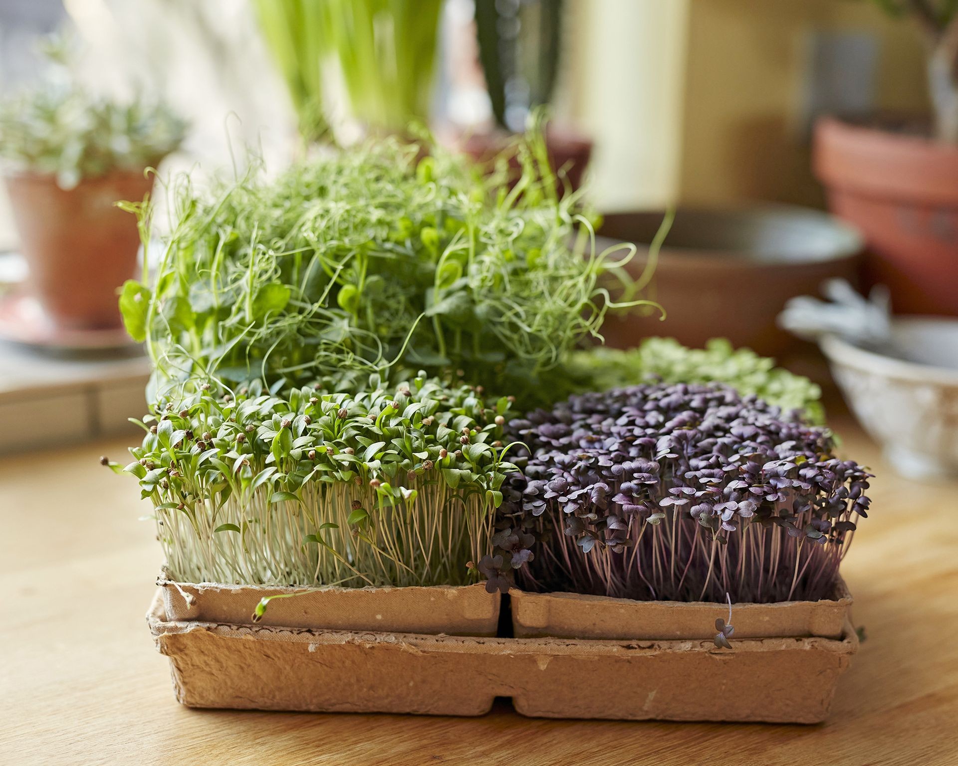 Tray of various microgreens growing on a wooden surface indoors