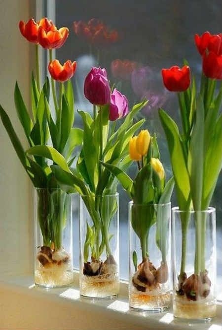 Tulip bulbs being forced to grow in a narrow-necked glass vase with water