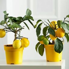 Two dwarf lemon trees growing indoors in pots on a table, suitable for cold climates