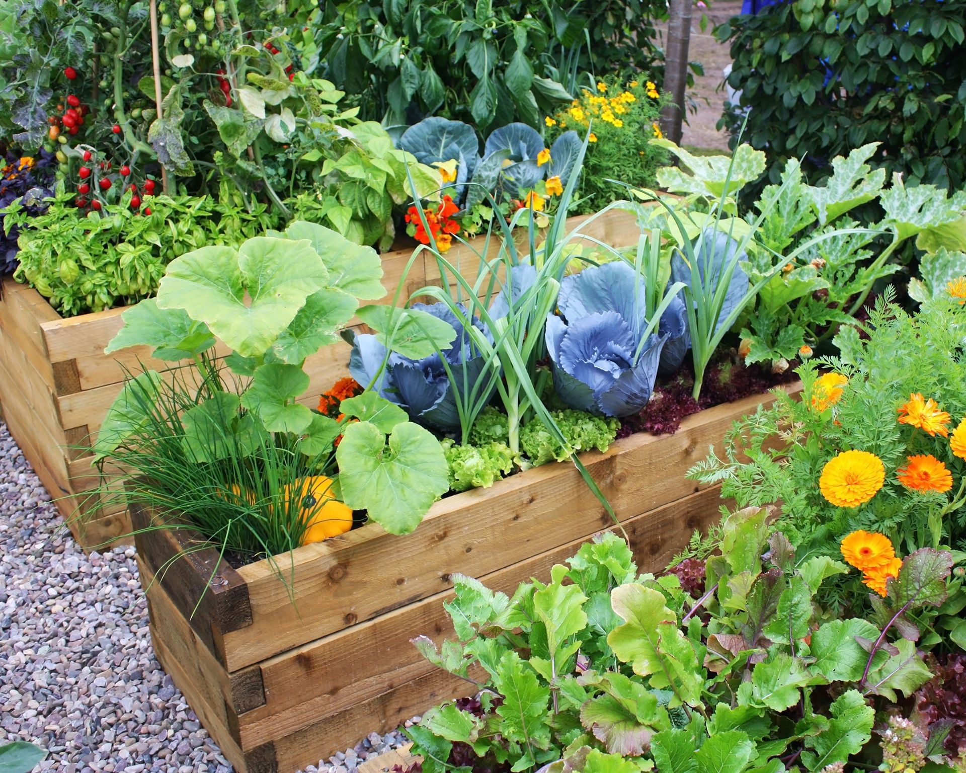 Two tiered raised garden beds made of stacked wood kits filled with thriving green plants