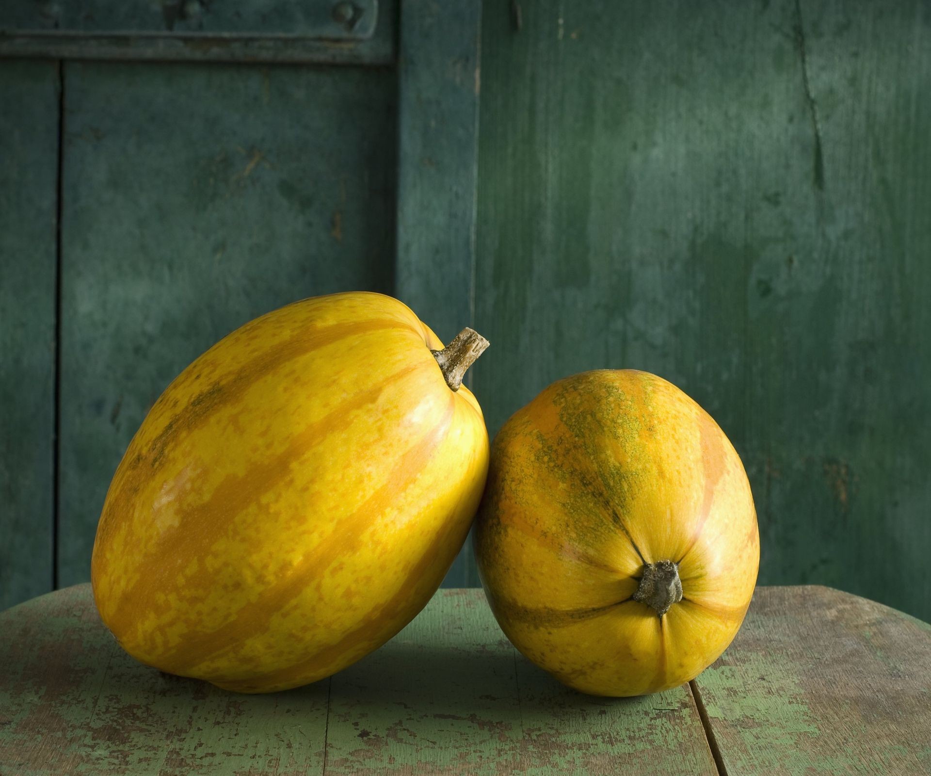Two uncut spaghetti squash displaying their color variation