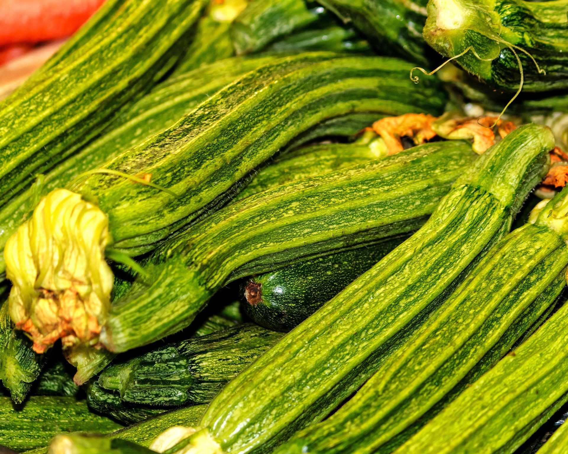 Unique ribbed texture visible on harvested Costata Romanesco zucchini squash