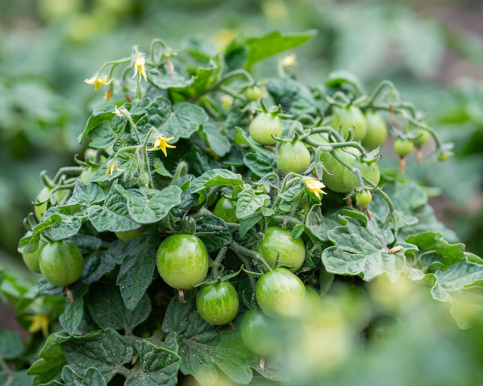Unripe green Venus determinate tomatoes growing on the plant