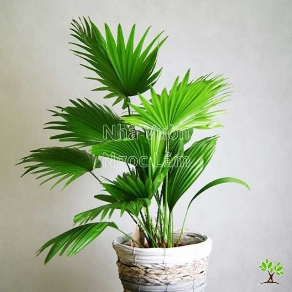 Upright fan-shaped fronds of a Lady Palm (Rhapis excelsa), an air-purifying plant and sunshade