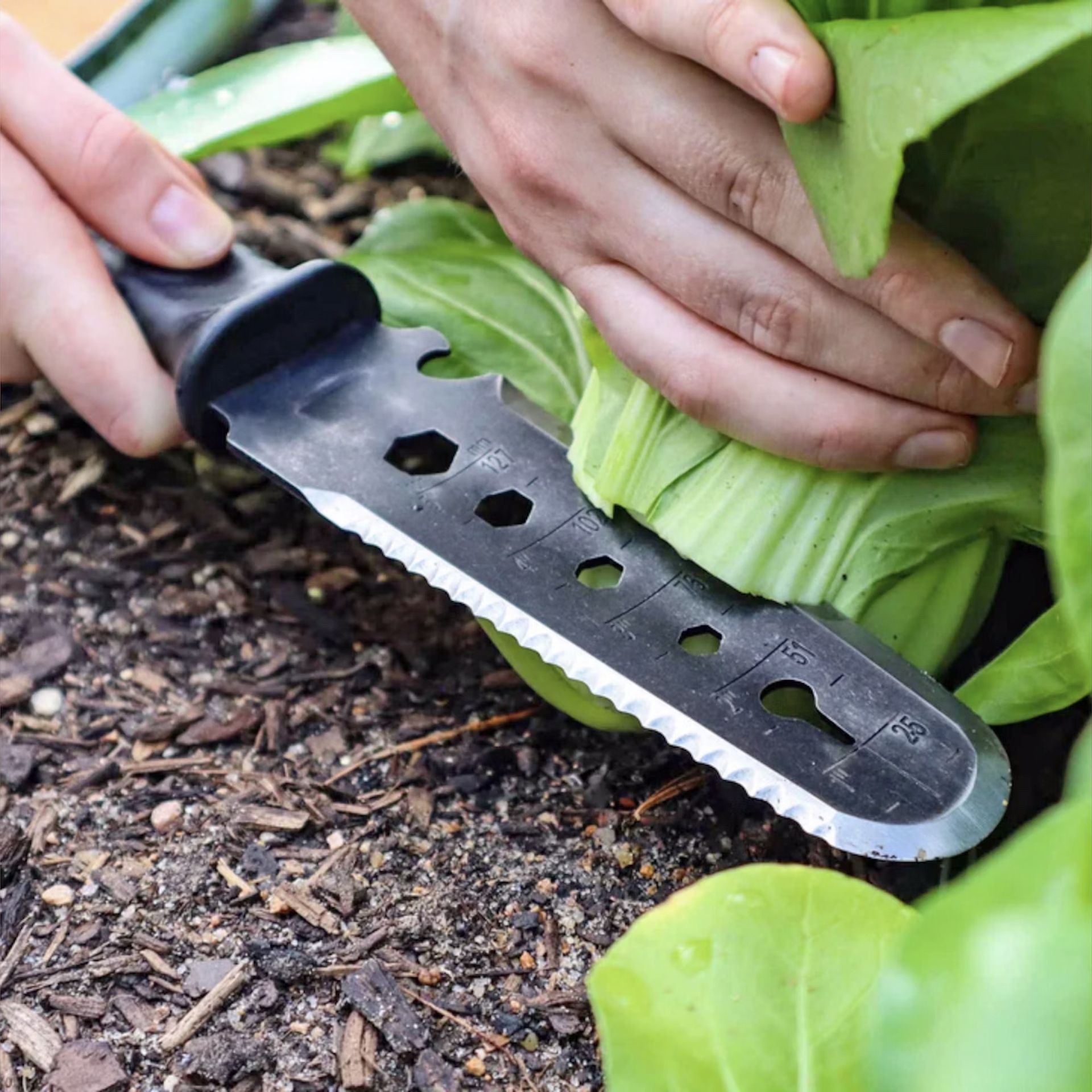 Using a versatile hori hori gardening knife to harvest leafy greens.