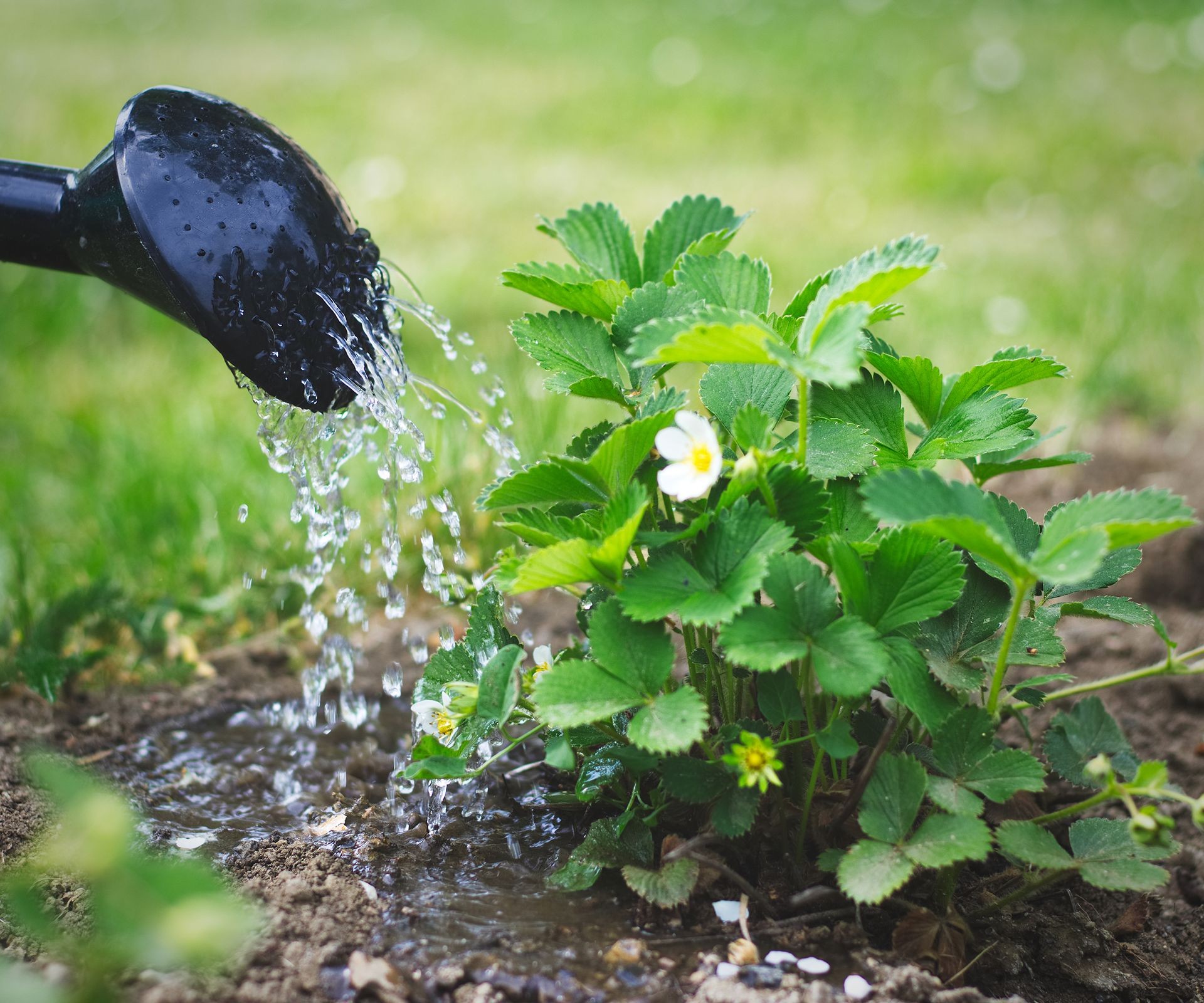 Using a watering can to gently water strawberry plants